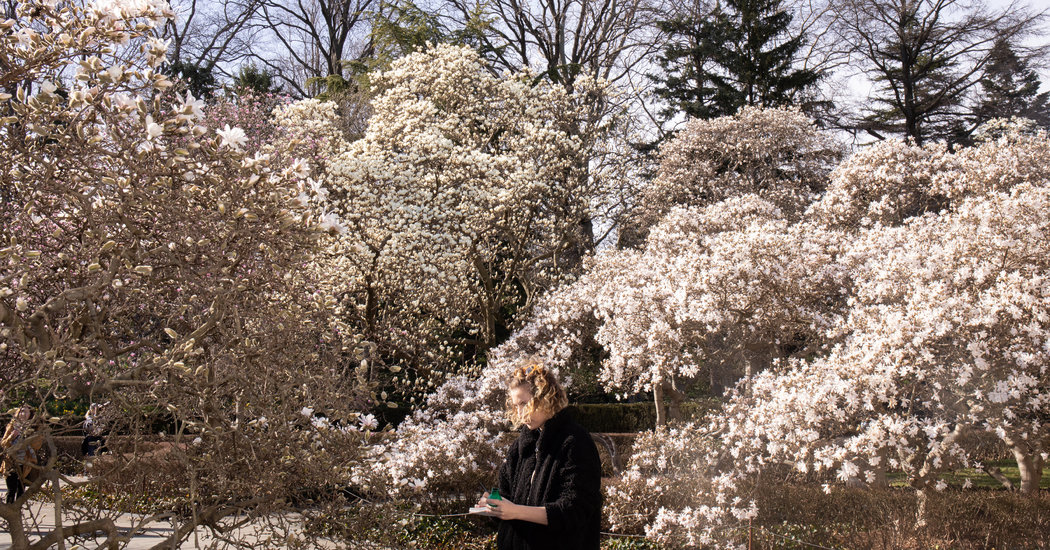 Sultry Nights and Magnolia Trees: New York City Is Now Subtropical