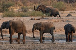 Zimbabwe suspects elephants died from bacterial infection – Reuters