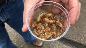 Billions Of Brood X Cicadas Returning After 17 Years