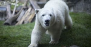 The loneliest polar bear has company in a warming world