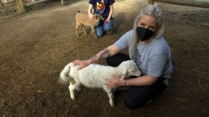 This animal sanctuary faced an uphill climb to find a new home — then there was a fire