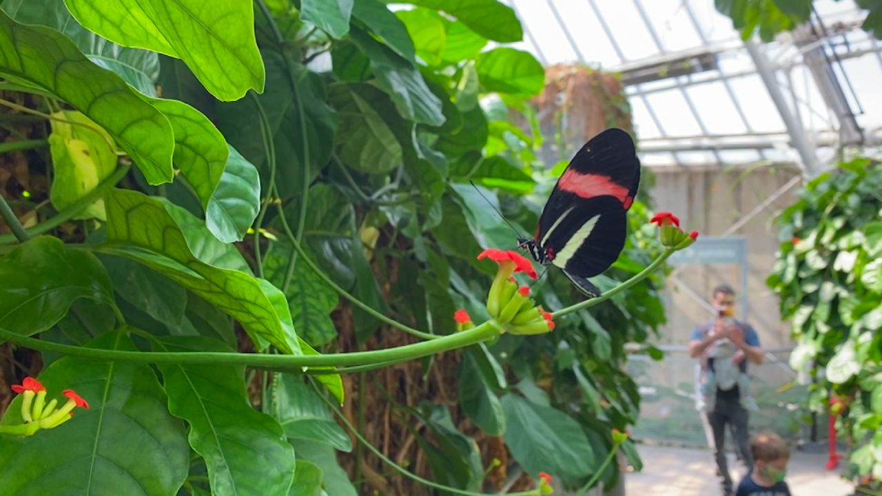 Butterflies Mark the Return of Spring at the Cleveland Botanical Garden