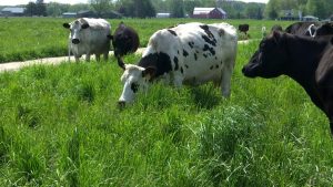 Ohio dairy farmer adopts regenerative farming techniques to combat climate change
