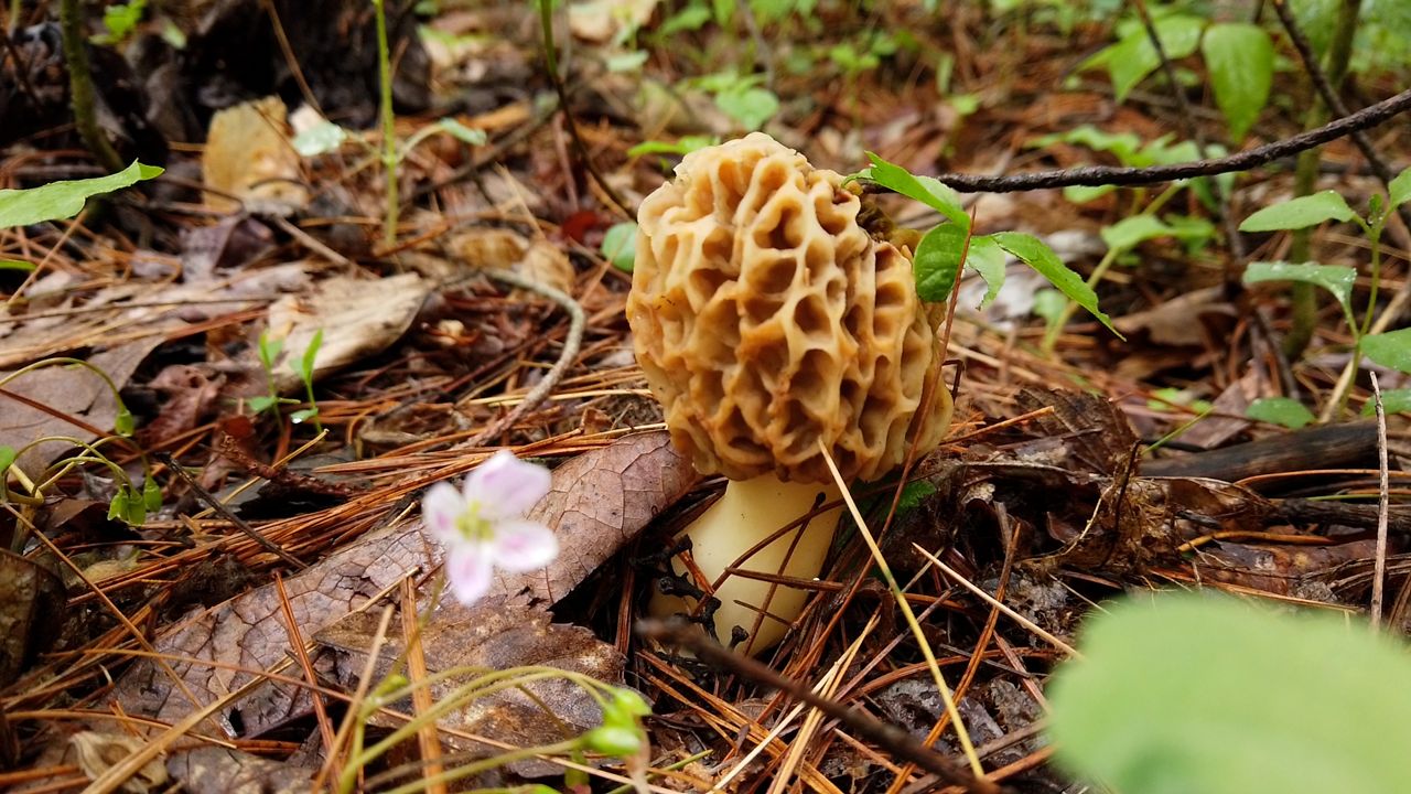 The secret to morel mushroom hunting in Ohio