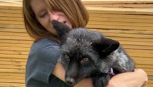 State-of-the-art fox, wolf rescue facility to open in Licking County