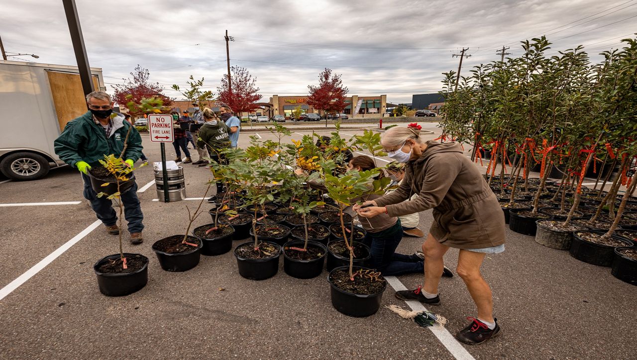 ReLeaf Program: Cincinnati Parks provides free trees to make neighborhoods more green