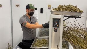 Medical marijuana growers can apply to expand their business
