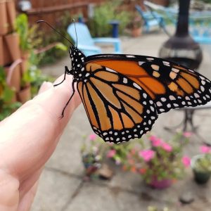 Read more about the article Conservation agencies asking Ohioans to help diminishing Monarch populations