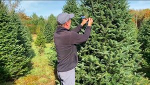 Ohio unlikely to feel impact of Christmas tree shortage
