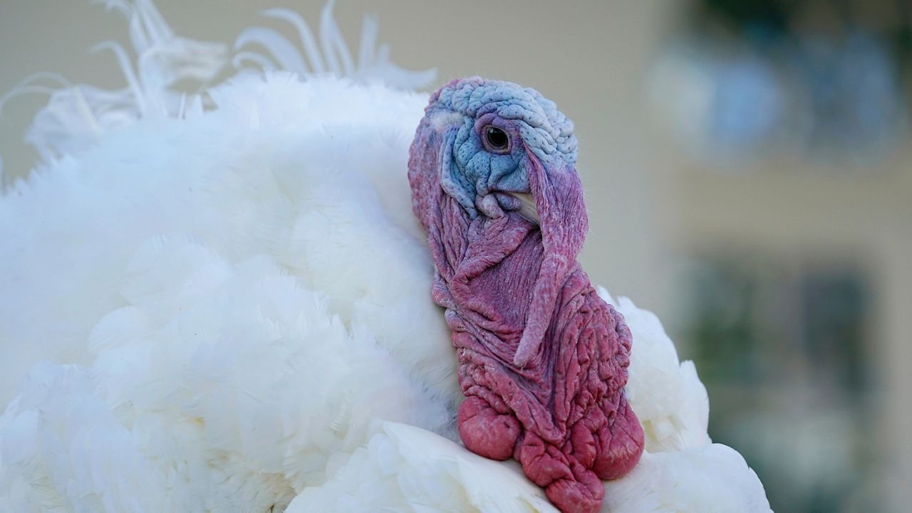 White House Thanksgiving turkey pardon: Meet Peanut Butter and Jelly