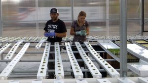 New hydroponic greenhouse offers new way to feed Dayton’s food bank