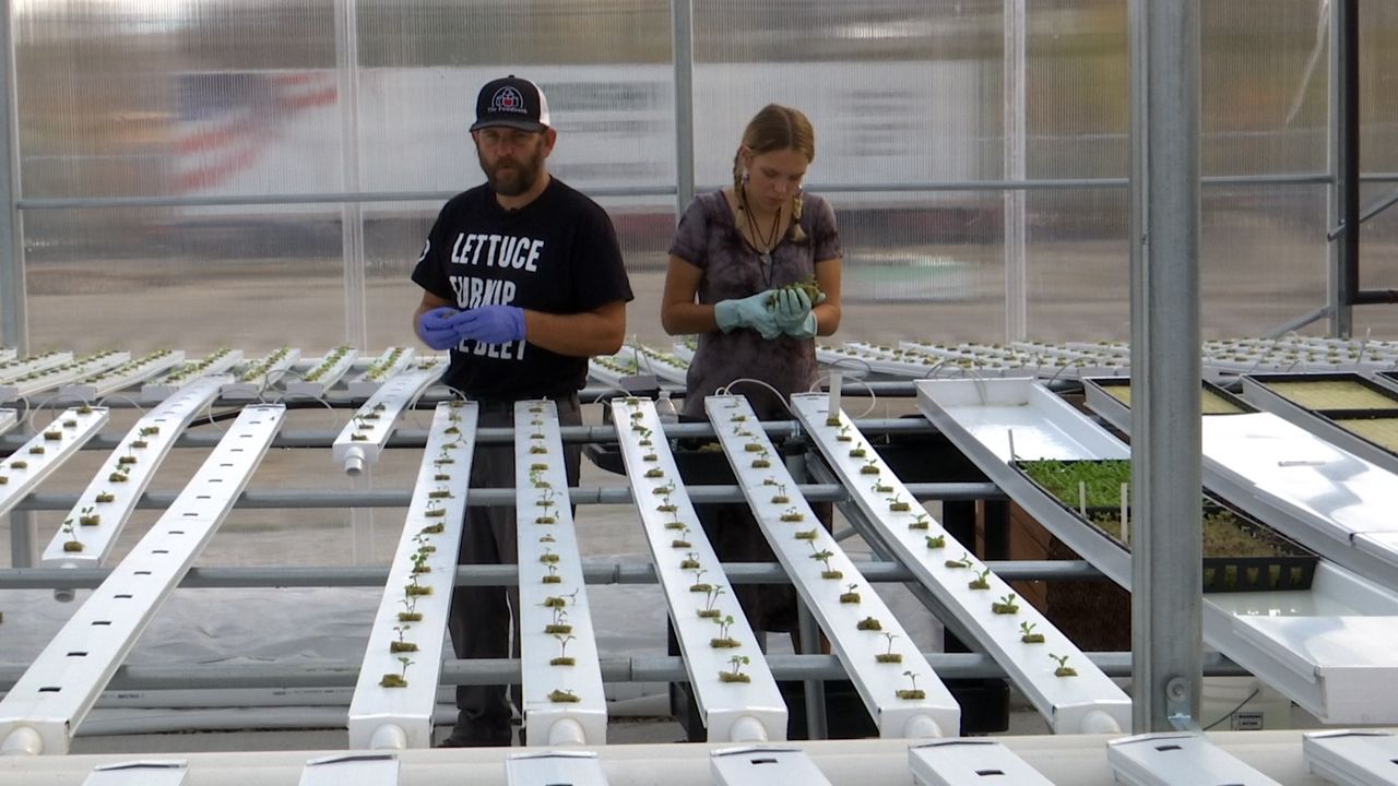 New hydroponic greenhouse offers new way to feed Dayton’s food bank