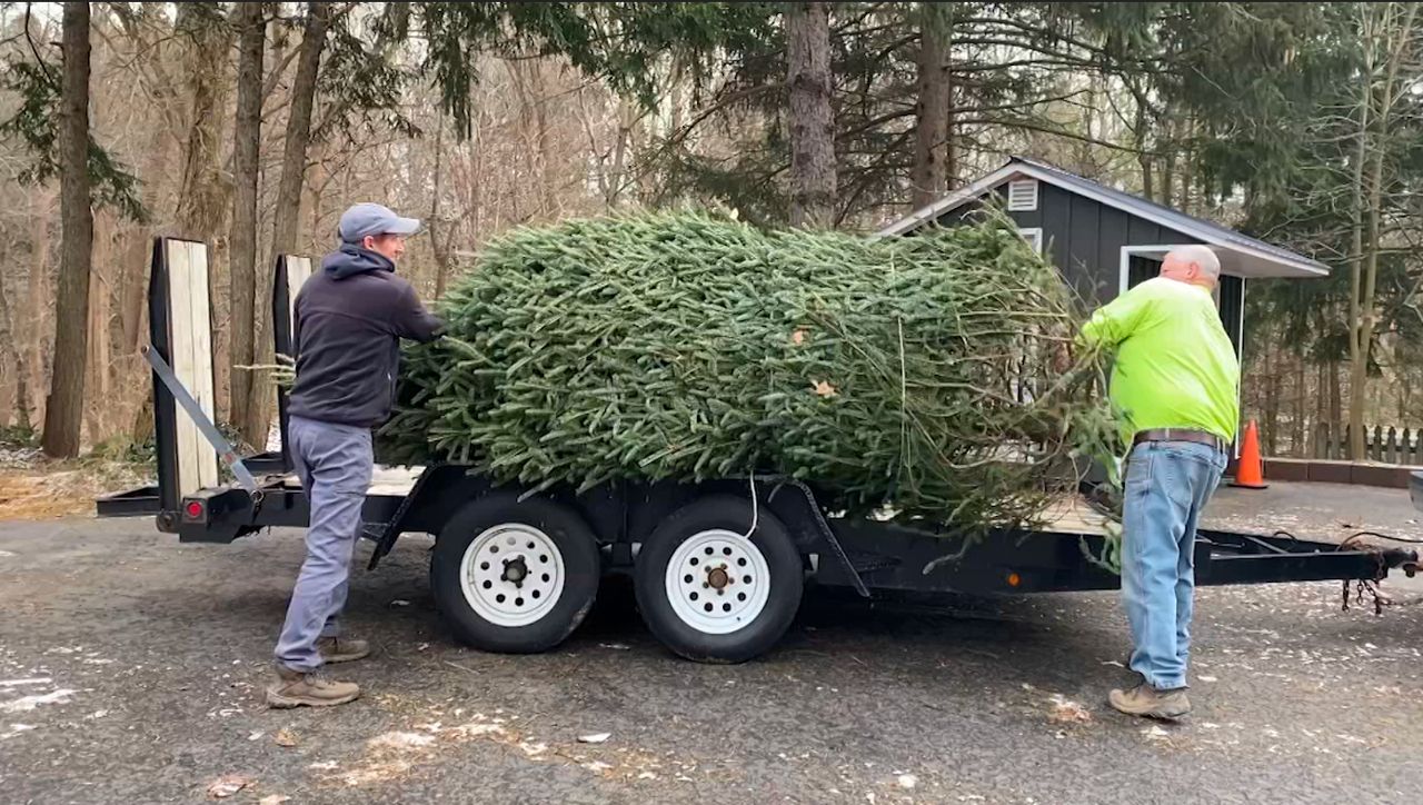 Christmas tree farms already selling out of trees