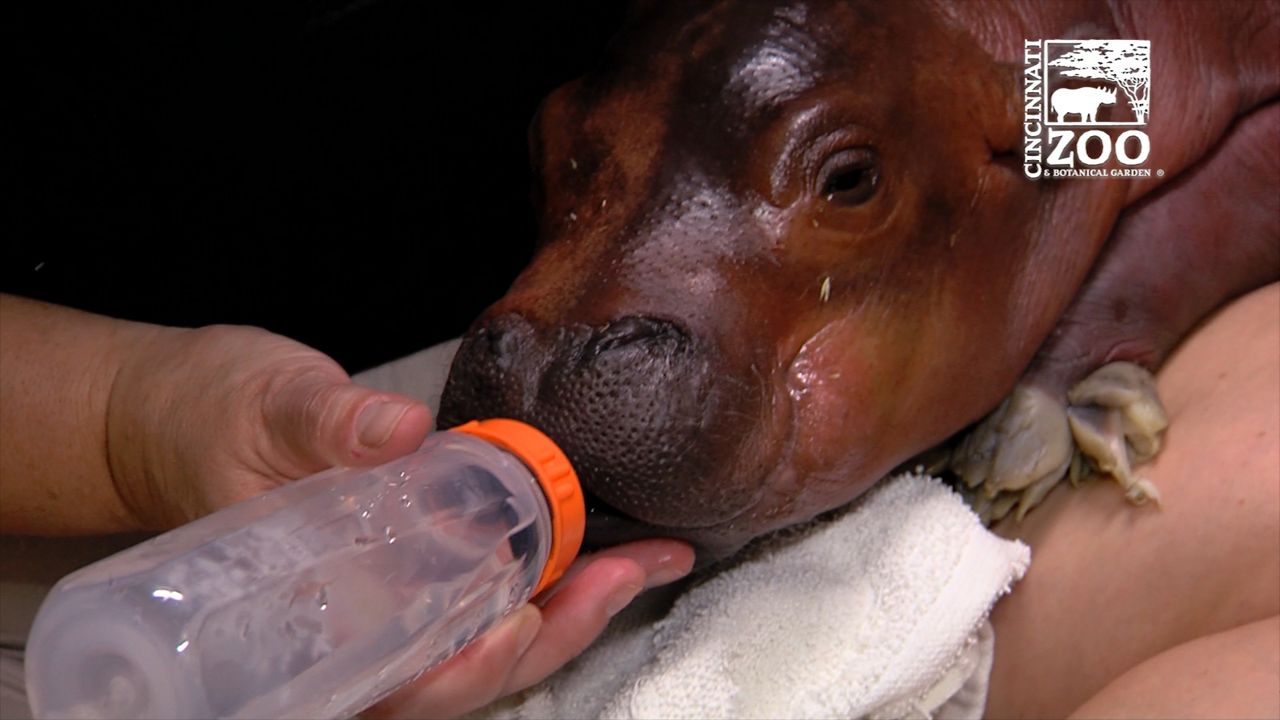 Cincinnati Zoo celebrates Fiona the hippo turning five years old