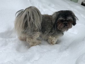 Ohio animal welfare agencies offer extreme-weather safety tips to help protect pets