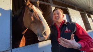 Move over Rams and Bengals. The Budweiser Clydesdales are back.