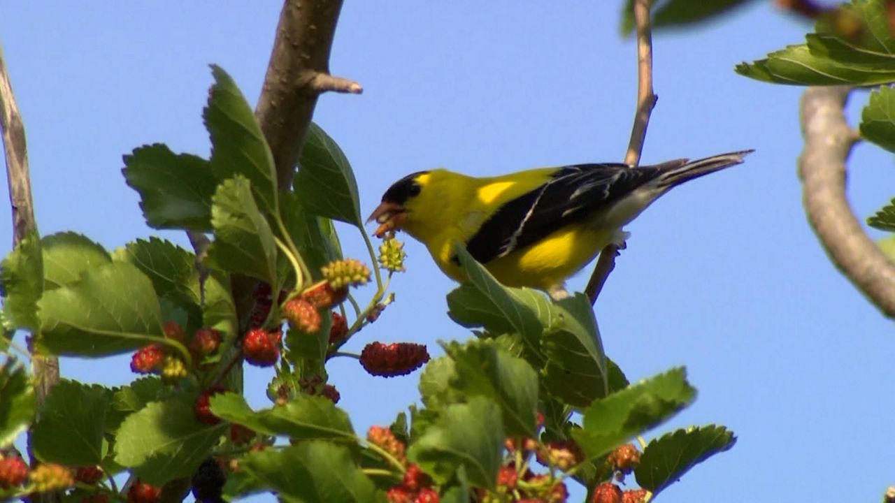 Exploring Ohio: Spring bird migration