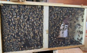 One queen and 10K bees: Summit County beekeepers prepare hives as spring gets underway