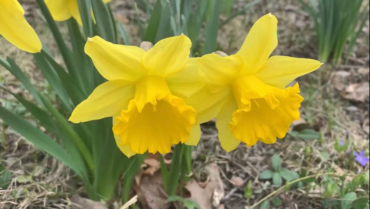 Exploring Ohio: Daffodil Hill in bloom