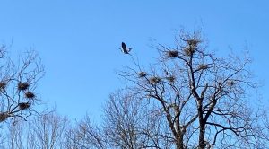 View the blue herons at Akron’s Gateway to the Cuyahoga Valley National Park