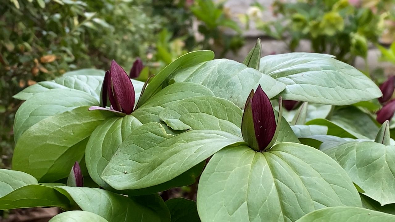 Cincinnati’s Civic Garden Center helps local gardeners grow plants that give back