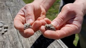 Exploring Ohio: Fossil hunting