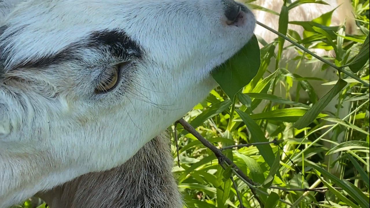 Cities, townships look to natural-born lawnmowers to tackle invasive, overgrown plants in parks