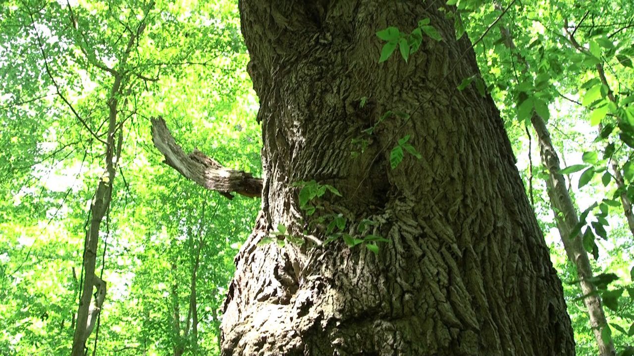 Exploring Ohio: Big tree hunting