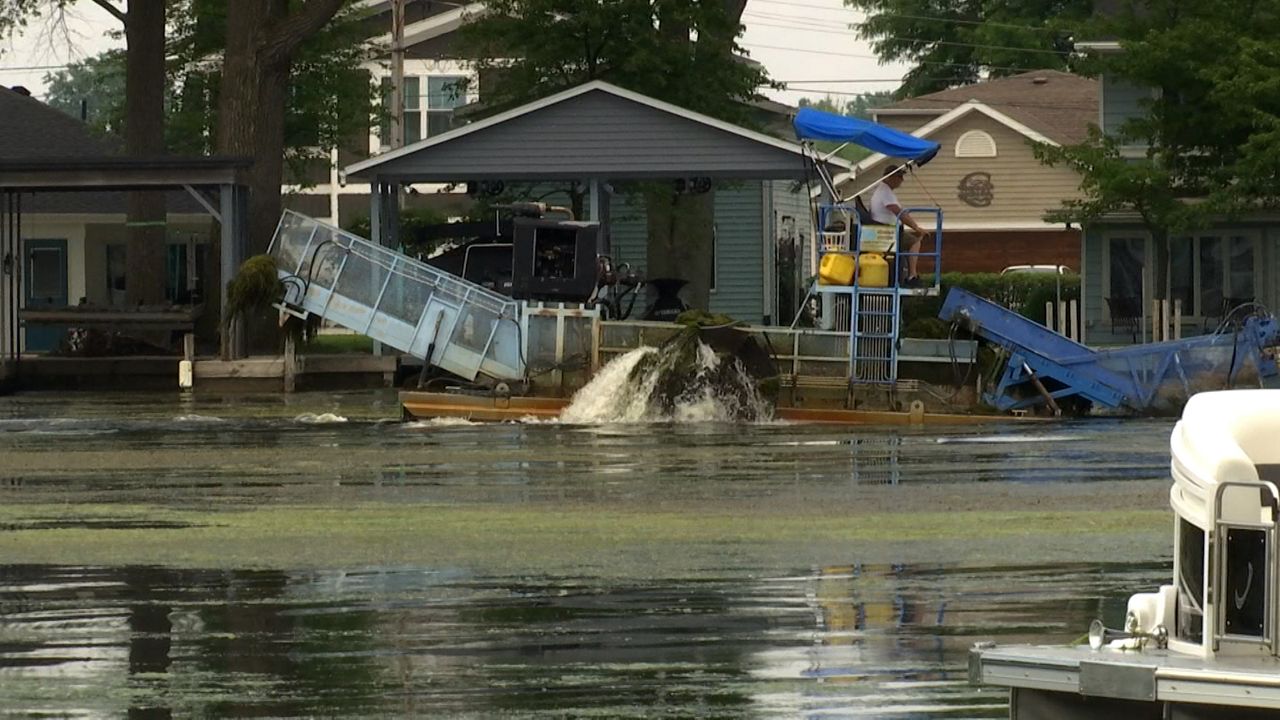 Invasive species bogging down tourism at Indian Lake