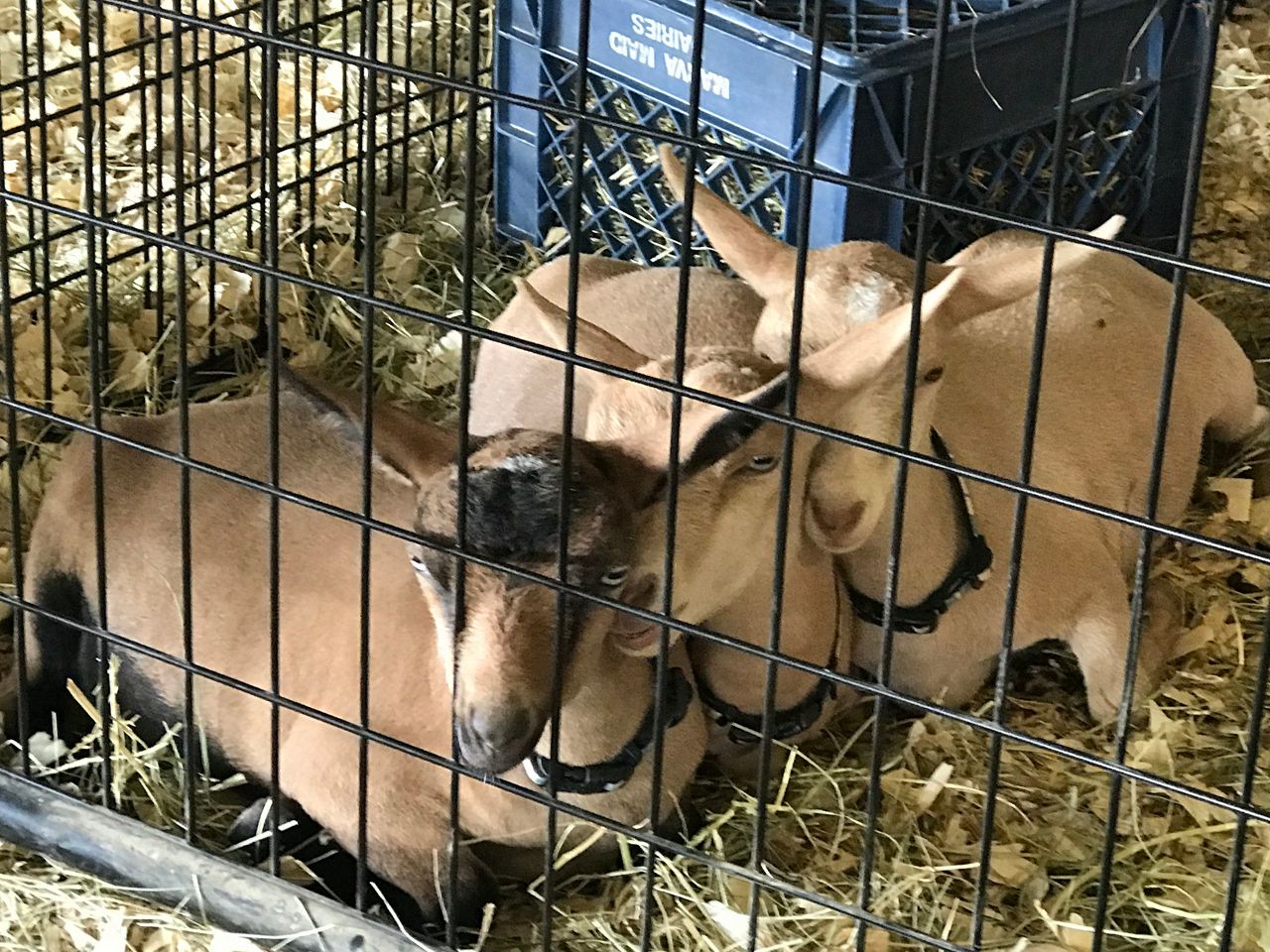 Summit County Fair ‘A Week of Paradise’ runs July 26-31 at Tallmadge Fairgrounds