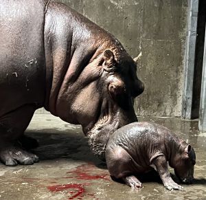 Read more about the article Cincinnati Zoo welcomes baby hippo, Fionas new sibling