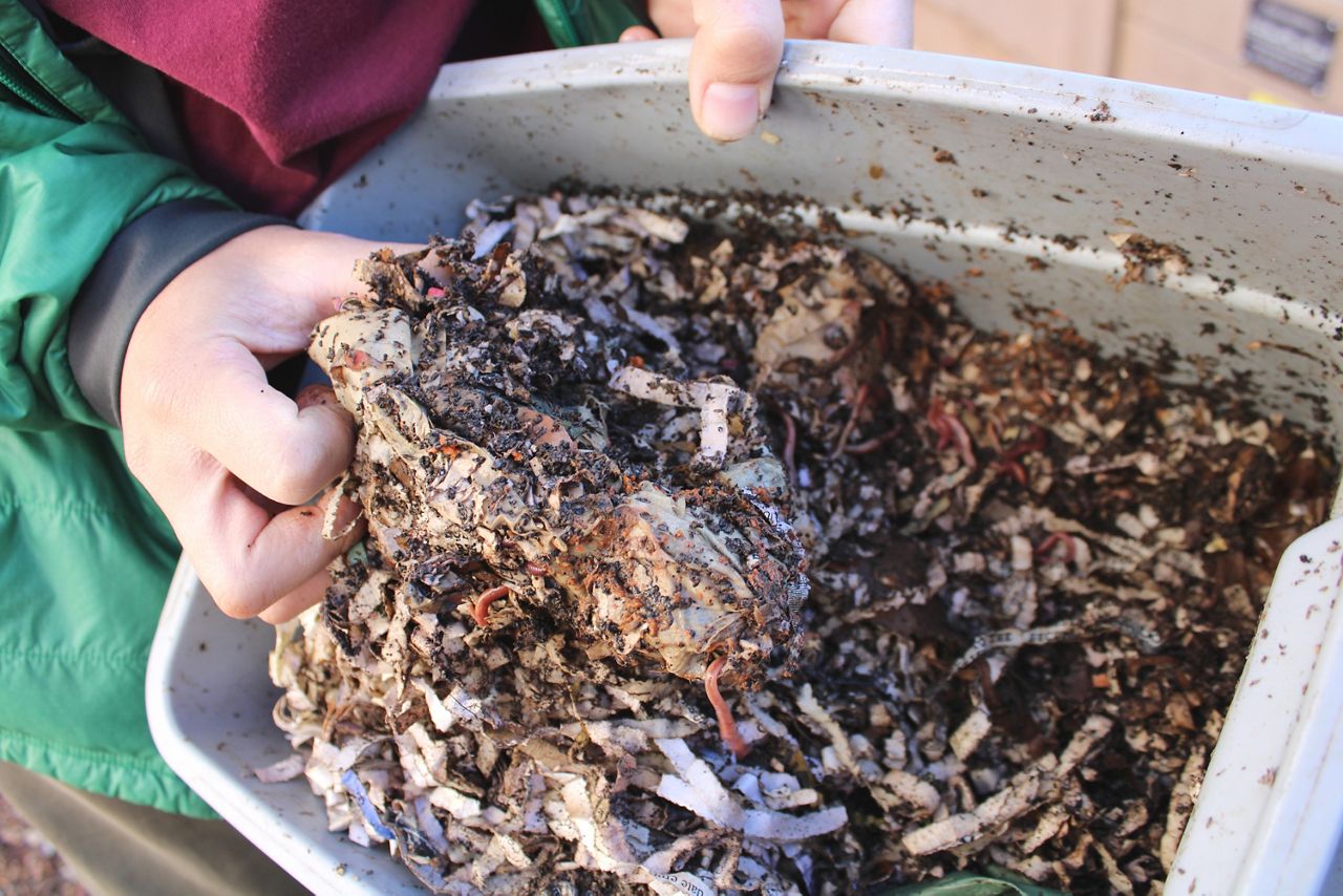 Cutting down your food waste with worms