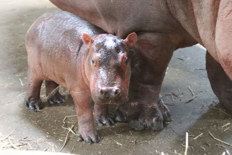 Fritz or Ferguson? Help Cincinnati Zoo pick name for new baby hippo