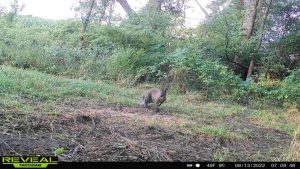 Read more about the article A wallaby is on the loose in Stark County