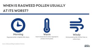 Read more about the article Its time for the falls ragweed and mold allergy season