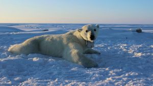 Read more about the article Losing Arctic ice will affect people around the world