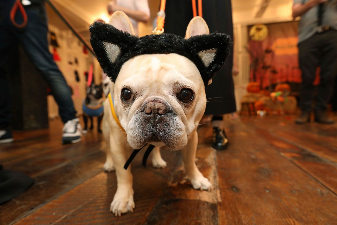 What you need to know about keeping your pets safe on Halloween