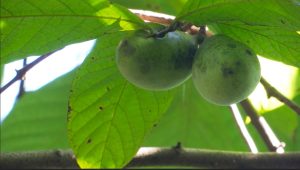 Pawpaw season: What you need to know about Ohio’s tropical fruit