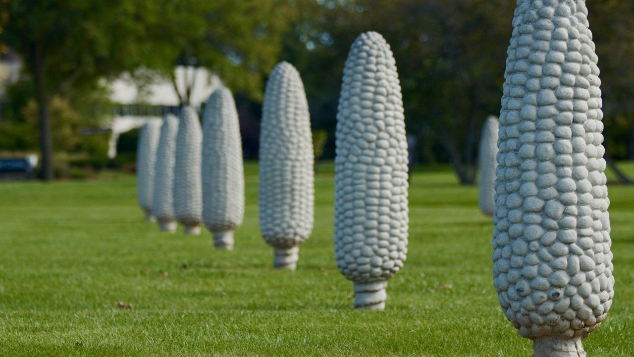 Exploring Ohio: Field of Corn with Osage Orange Trees