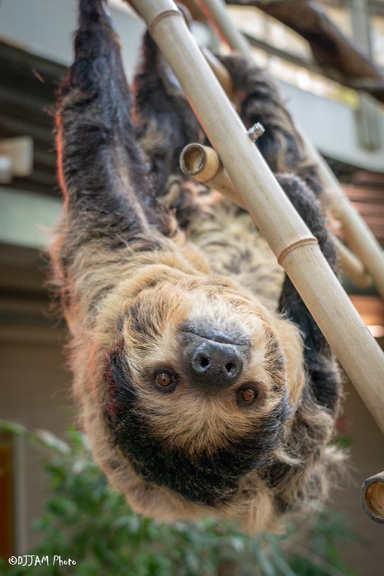 Cincinnati Zoo confirms Lightning the sloth is pregnant