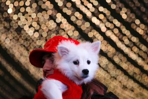 Read more about the article What you need to know about keeping your pets safe over the holidays