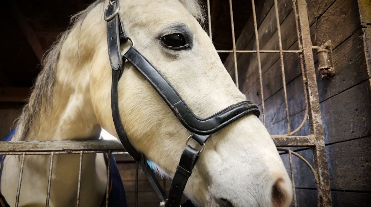 Exploring Ohio: Angels Haven Horse Rescue