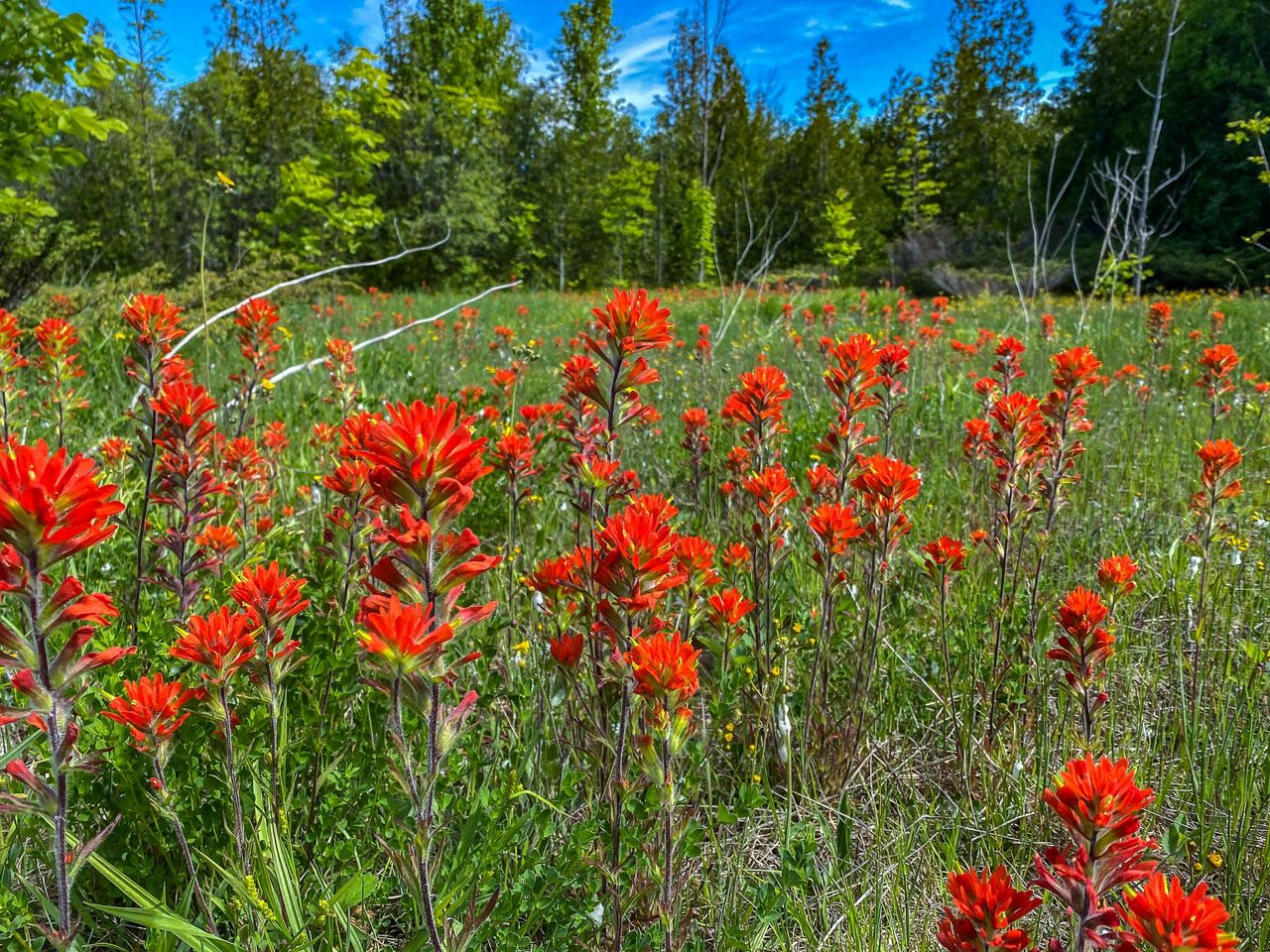 You are currently viewing Exploring Ohio: Wildflower Bloom Report