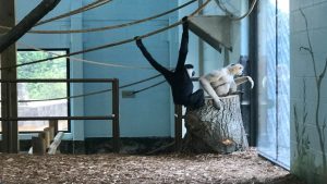 Read more about the article Akron Zoo 1st in Ohio to earn Age-Friendly Seal of Approval, host senior event