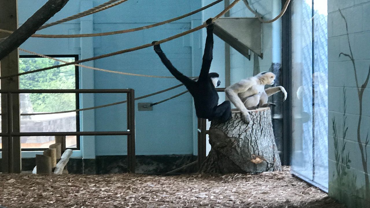 You are currently viewing Akron Zoo 1st in Ohio to earn Age-Friendly Seal of Approval, host senior event