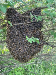 Read more about the article Akron-Canton Airport installs 60 honeybee colonies to help bolster the local ecosystem