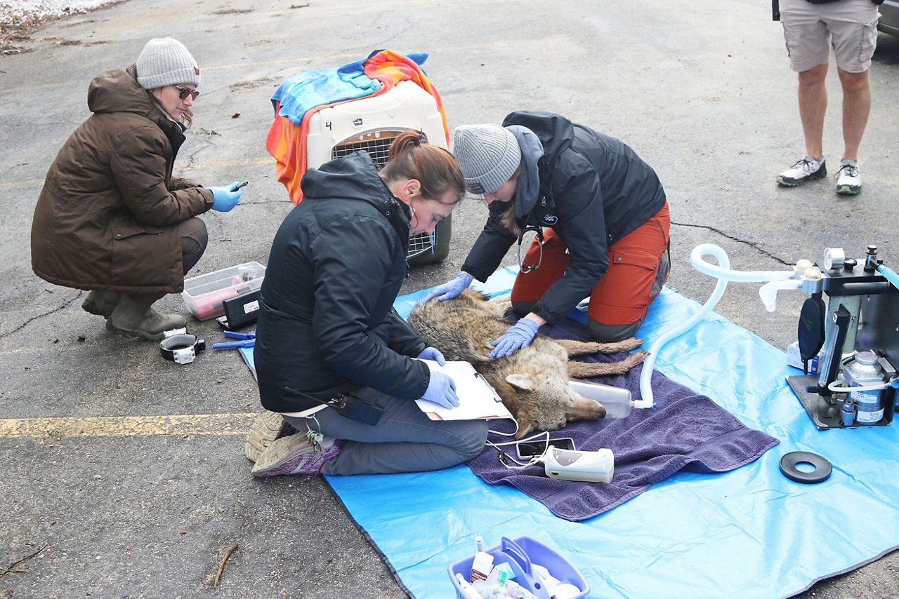 You are currently viewing Akron Zoo, Summit Metro Parks launch partnership focusing on behavior of Akron-area coyotes