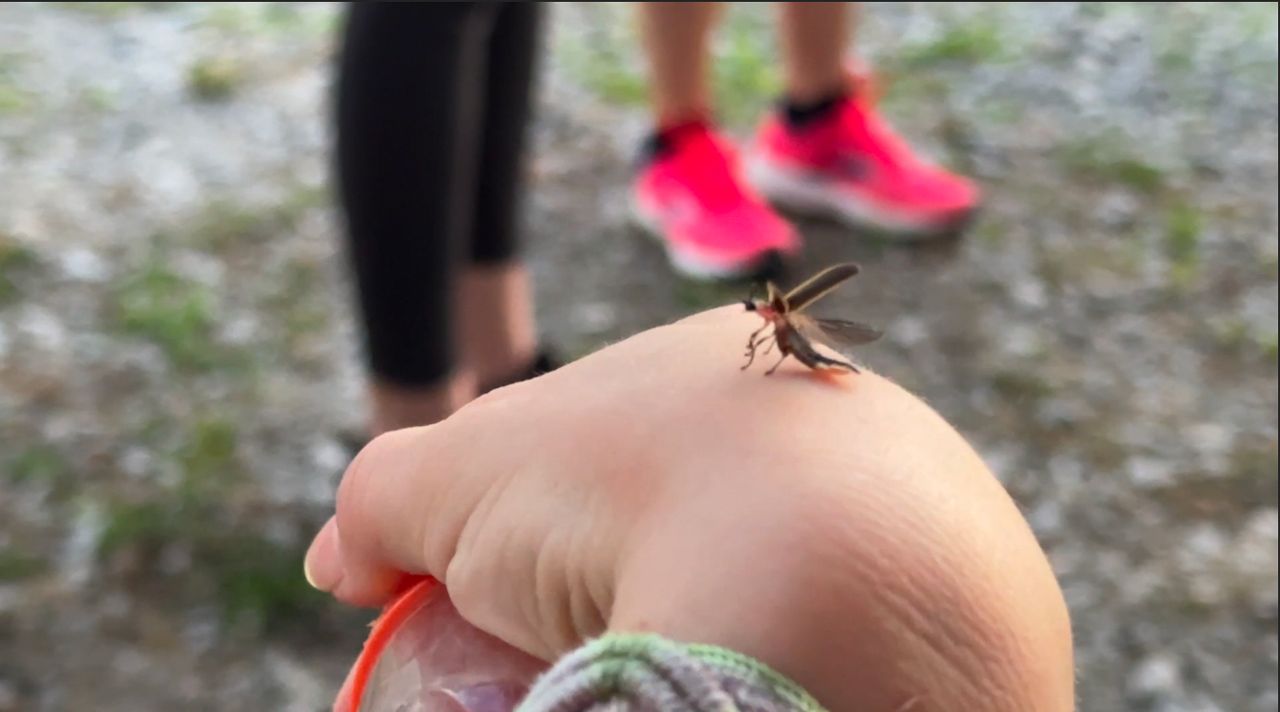 You are currently viewing The Roaming Naturalist hopes to inspire conservation through education