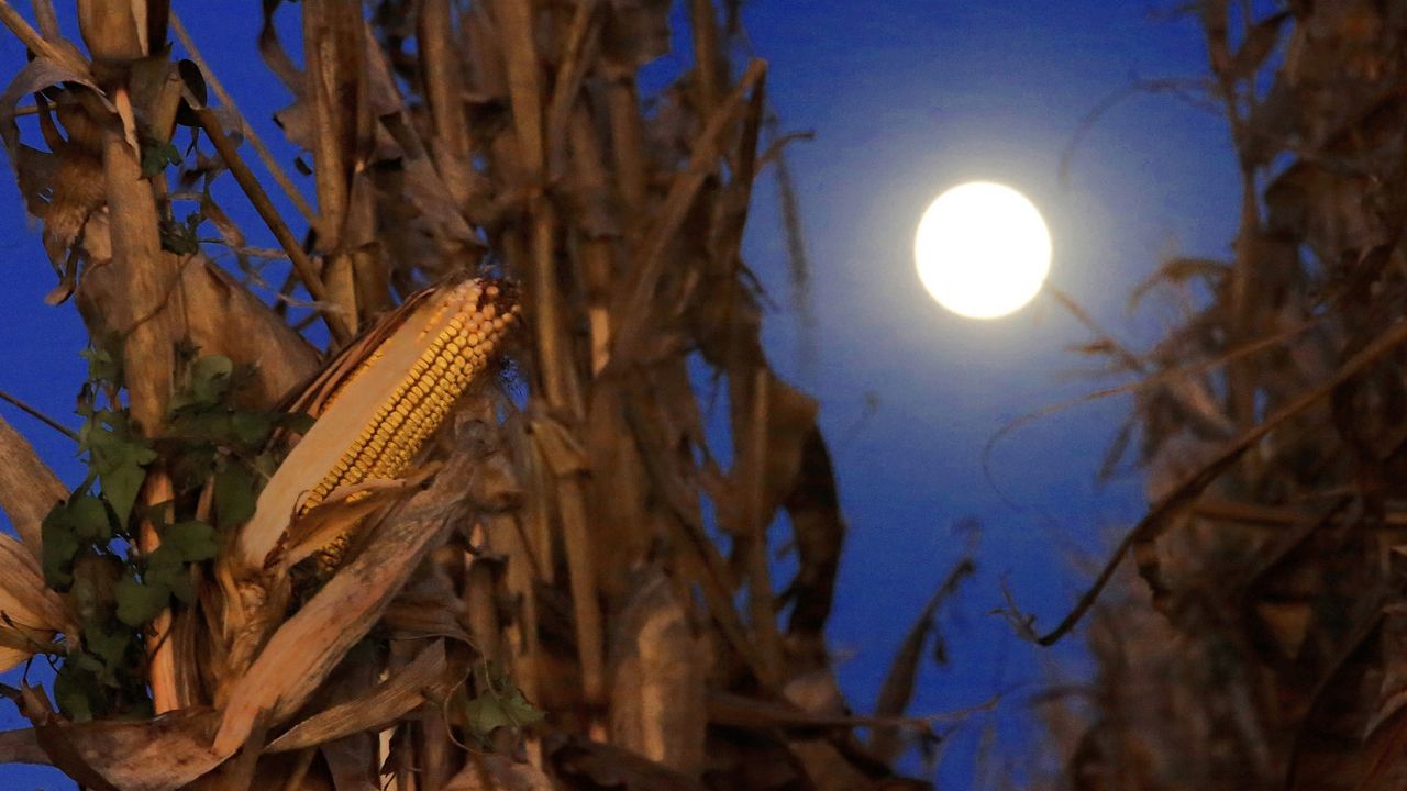 You are currently viewing The Full Harvest Moon joins a trio of planets